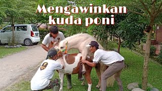 Lihat Cara Mengawinkan Kuda Poni Di Santosa Stable Semarang [upl. by Namhcan357]