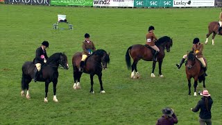 Cobiau Cymreig Tan Gyfrwy  March 4  Welsh Cobs Ridden Stallion 4 [upl. by Nilyarg509]