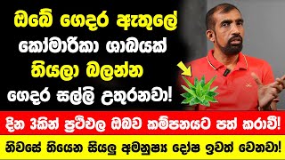 ඔබේ ගෙදර ඇතුලේ කෝමාරිකා ශාඛයක් මේ විදියට තියලා බලන්න  දින 3කින් ප්‍රථිඵල ඔබව කම්පනයට පත් කරාවී [upl. by Perkins]