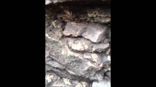 repairing my fieldstone foundation with lime mortar in toronto part 1 [upl. by Gae409]