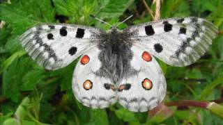 quotParnassius apollo glocnericusquot Eine Diaschau von Karin und Wolfgang Schmökel [upl. by Ashlie]