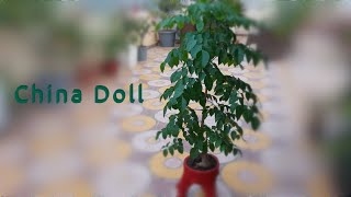 China Doll plant  Radermachera sinica plant  Indoor and Outdoor plant  Easy to grow Plant [upl. by Yecal77]