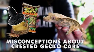 IS OUR CRESTED GECKO CARE WRONG Impaction Heating amp More [upl. by Adaline801]