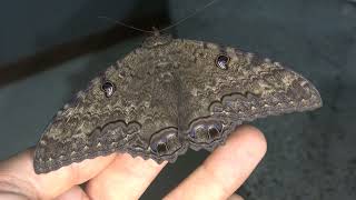 INCREDIBLE Black Witch Moth I have raised Ascalapha odorata [upl. by Stauder]