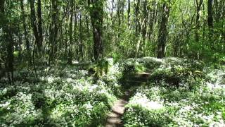 Penrhos walled garden meandering the path to shackletons rest [upl. by Wasson]