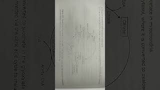 glyoxylate cycle biochemistry [upl. by Neerihs766]