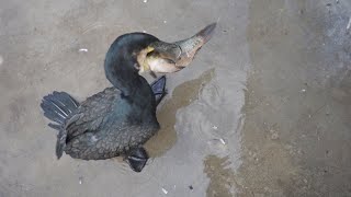 Cormorants reaction to seeing fish [upl. by Santini856]