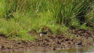 Green Sandpiper 16824 Barons Haugh RSPB [upl. by O'Neil]