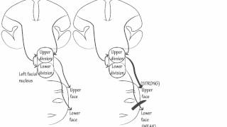 Cranial Nerve 7 Innervation Draw it to Know it Neuroanatomy [upl. by Aihsiek]