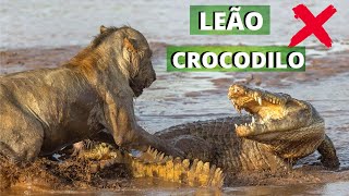 LEÃ•ES X CROCODILOS UMA BATALHA ENTRE GIGANTES O QUE ACONTECE QUANDO ESSAS DUAS FERAS SE ENCONTRAM [upl. by Joe220]