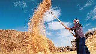 EGE TÜRKÜLERİ  Kırmızı Buğday [upl. by Margery]