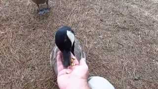 Feeding Canada geese [upl. by Disraeli165]