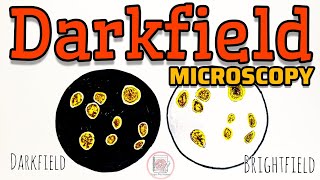 Dark field Microscopy paperpenbiology [upl. by Eisned503]