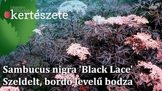 Sambucus nigra Black Lace  Rózsaszín virágú szeldelt bordó levelű bodza [upl. by Alexio]