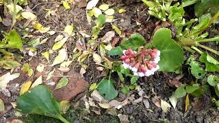 How to prune Bergenia Elephant ears [upl. by Atnuhs]