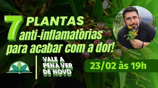 Vale a Pena Ver de Novo  7 Plantas Antiinflamatórias para acabar com a dor [upl. by Mij]