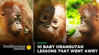 10 Baby Orangutan Lessons That Went Awry 😆 Orangutan Jungle School  Smithsonian Channel [upl. by Eelyram]