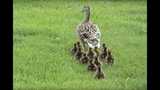 Mallards On A Mission [upl. by Maisie]