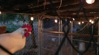 Chicken winter Party Lights to Help with egg laying [upl. by Garrek]