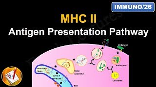 Antigen Processing and Presentation PART II MHC II Antigen Presentation Pathway FLImmuno26 [upl. by Prager]