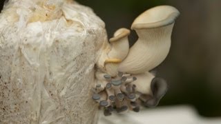 How To Grow Blue Oyster Mushrooms [upl. by Weibel]