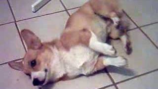 Welsh Corgi Poor Kirby Having Seizures 2 [upl. by Ayal]