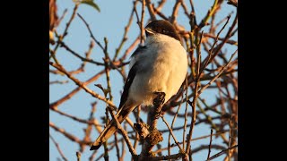 Call of the Fiscal Flycatcher  Filmed by Greg Morgan [upl. by Ennagem]