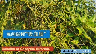 无根无叶的寄生植物（无根藤）民间俗称“吸血藤”。Benefits of Cassytha filiformis。Manfaat Tali Putri [upl. by Ioj176]