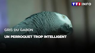 Gris du Gabon  un perroquet trop intelligent [upl. by Yroger]