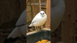 Bali Starling A Species on the Brink rarespecies endangeredspecies londonzoo outdoorswithfamily [upl. by Cottle761]