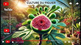 Le figuier  culture plantation taille entretien et récolte [upl. by Findley]