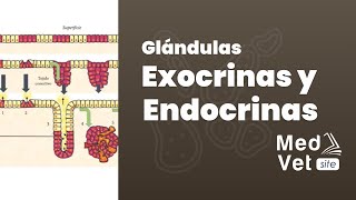 Epitelio glandular GlΓʽndulas Exocrinas y Endocrinas [upl. by Silverstein]