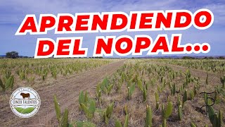 APRENDIENDO DEL NOPAL  Rancho Cinco Talentos  Zacatecas [upl. by Ahsienroc]