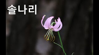 솔나리 Nodding lily [upl. by Hsreh]