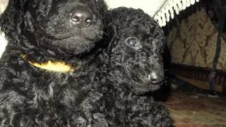 curly coated retriever puppies [upl. by Nnairek]