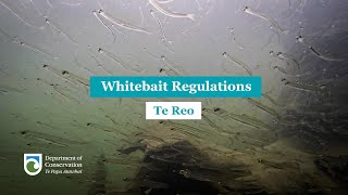 Regulations for Whitebaiting Te Reo [upl. by Terina]