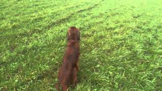 Irish red setter hunting pheasants HD [upl. by Hsaka]