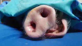 Snoring Pig Lets Out Big Yawn [upl. by Boleslaw]