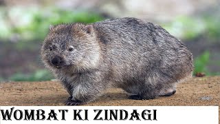 Wombat ki zindagi  jungle ki zindagi [upl. by Norrabal]