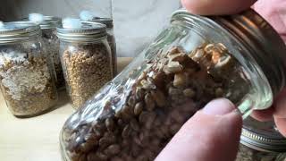 Grain Spawn Inoculation Colonization 2 Weeks No Contamination Healthy Fluffy Mycelium Development [upl. by Enelime285]