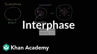 Interphase  Cells  MCAT  Khan Academy [upl. by Swift]