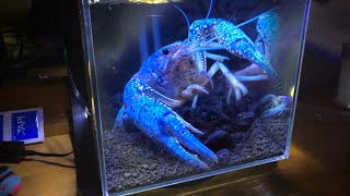 My ELECTRIC BLUE LOBSTER’S Dream Tank [upl. by Oyam]