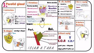 3 Anatomy of parotid gland  site relations parts and blood supply [upl. by Atela]