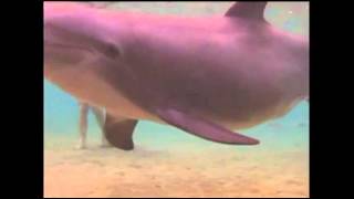 Raw Video Dolphin Gives Birth in Hawaii [upl. by Notled929]