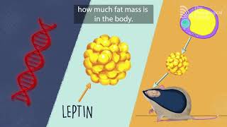 The genetic basis of obesity [upl. by Schreibman242]