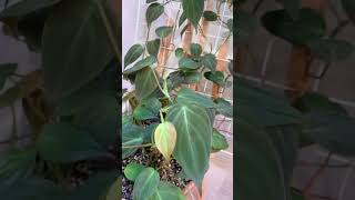 Philodendron Micans Care shorts philodendron plantcare indoorplantsforbeginners houseplants [upl. by Chap740]