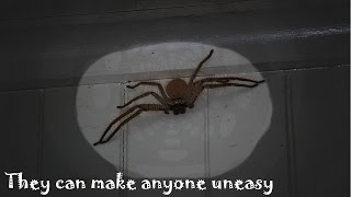 Do You Hate Spiders  Arachnophobia Fear of Spiders [upl. by Padriac863]