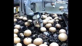 Mycionics Robotics The Future of Mushroom Harvesting  30 Picks Per Minute [upl. by Wiburg]