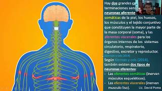 Sistema Nervioso parte 2 temas en la descripción del video [upl. by Rednael]