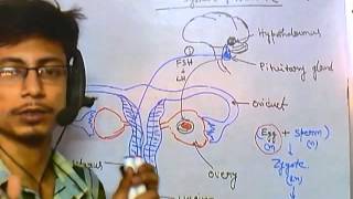 Female reproductive cycle [upl. by Lauhsoj747]